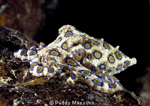 octopus blue ring,nikon d2x 60 mm macro by Puddu Massimo 